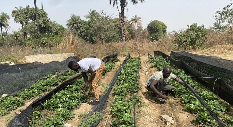 Brothers Alhadje and Abdoulie Faal’s fruit and vegetable business in Kanuma, The Gambia, is supported by the UN Capital Development Fund